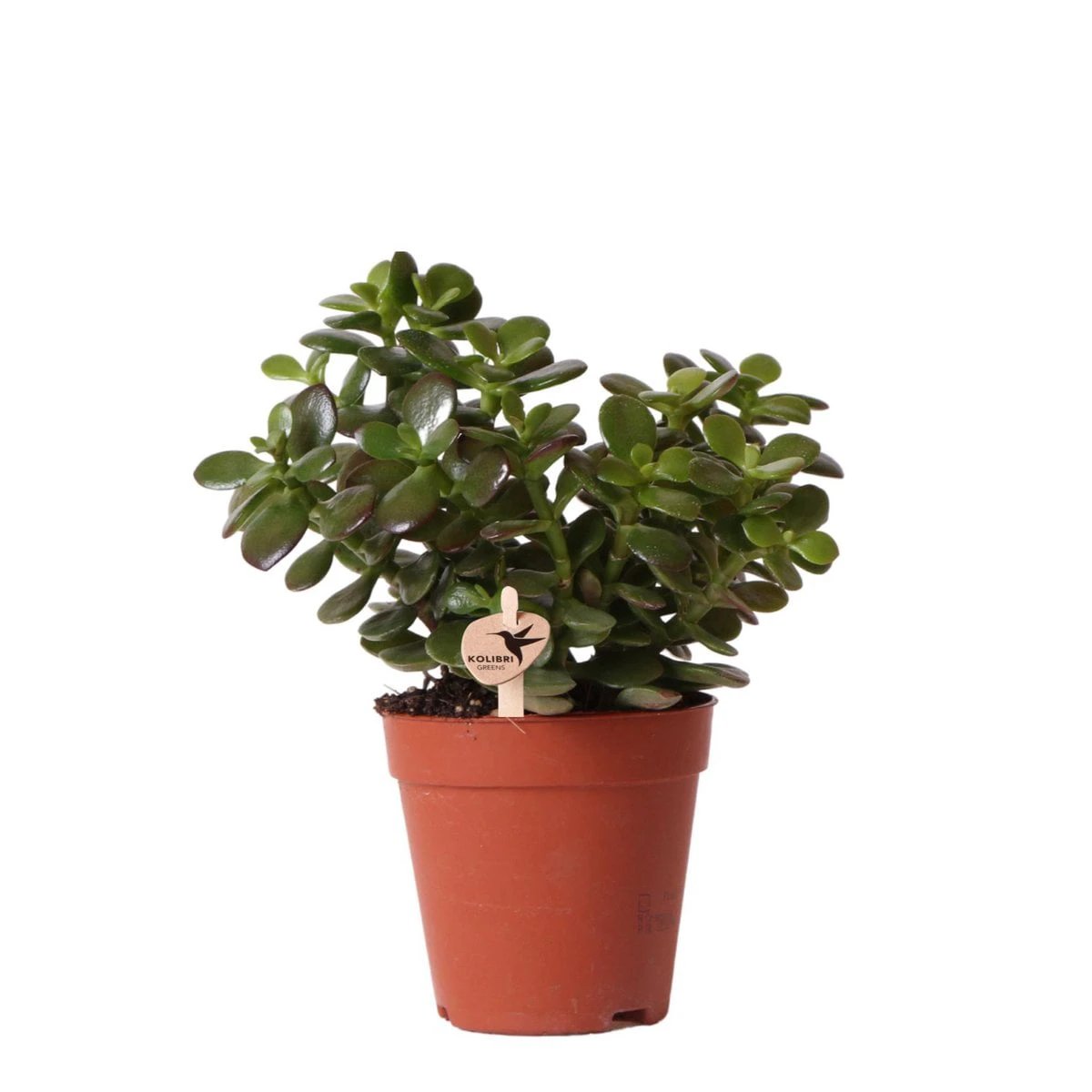 Kolibri Greens | Green Plant - Succulent Crassula Minor - Pot size Ø9cm - Green houseplant - Fresh from the grower by Kolibri Company