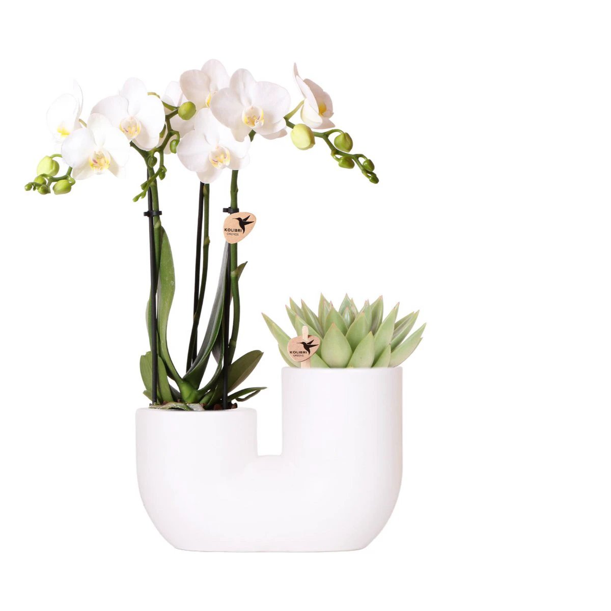 Hummingbird Orchids | Set of white orchid Amabilis and succulent in Tube decorative pot white - pot size Ø9cm | flowering houseplant - fresh from the grower by Kolibri Company