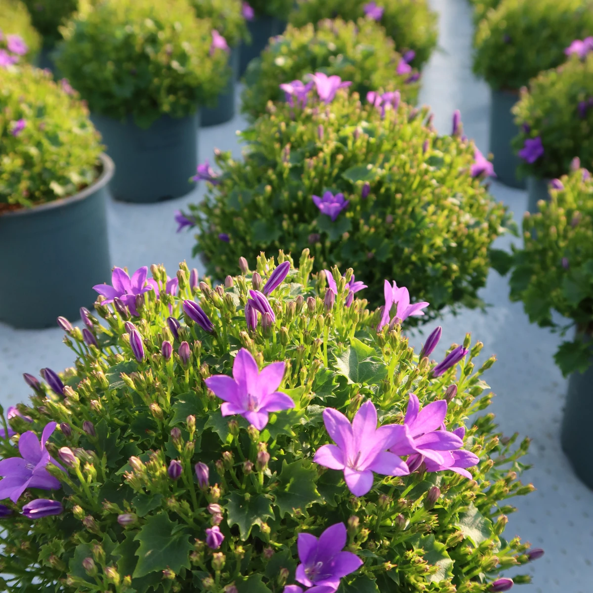2x Campanula Addenda Ambella Intensives Purpur in Granada Sier Töpfen – Topfgröße 12 cm – Staude – winterhart von Kolibri Company