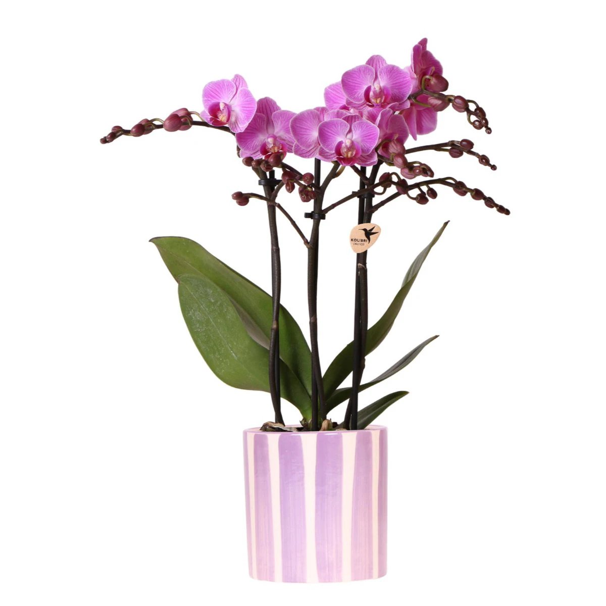 Hummingbird Orchids | purple phalaenopsis orchid Vienna + Painted Stripe pot lilac - pot size Ø9cm | flowering houseplant - fresh from the grower by Kolibri Company