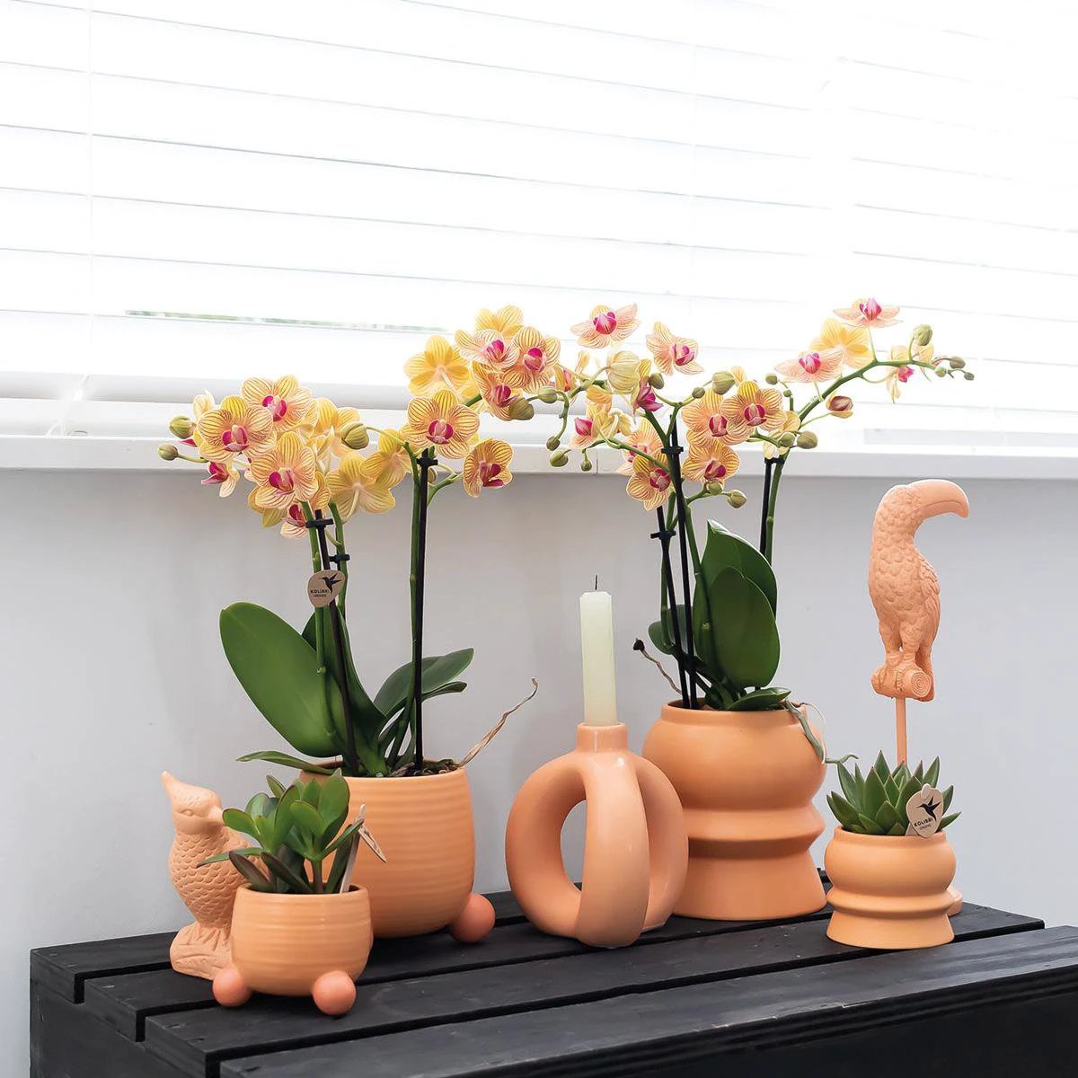 Hummingbird Home | Rollender Pfirsich-Blumentopf – pfirsichfarbener dekorativer Keramiktopf – Ø6 cm von Kolibri Company