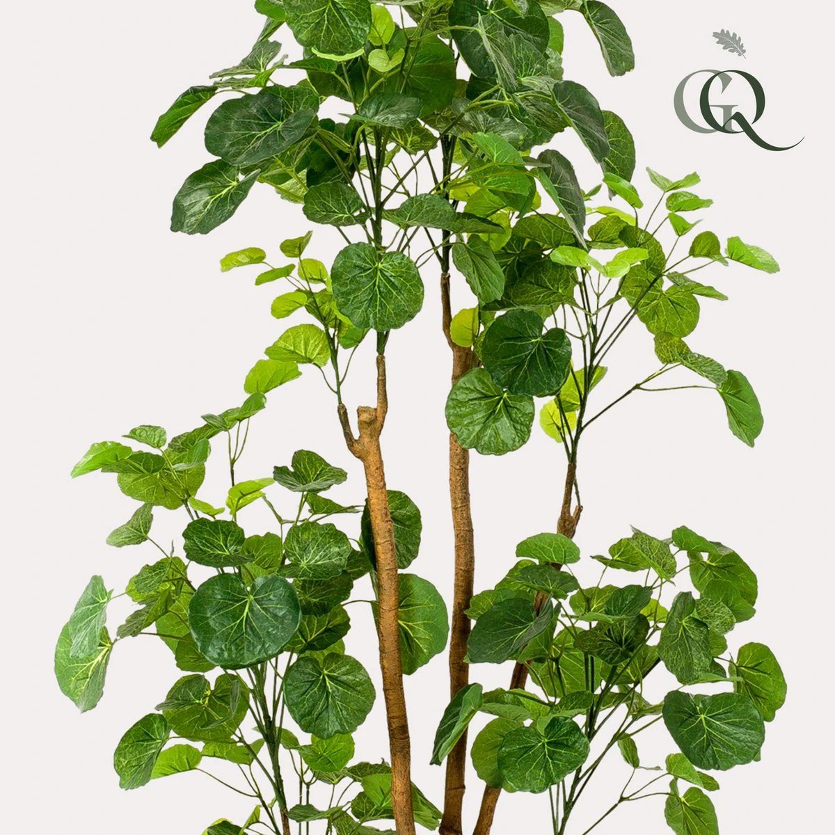 Kunstplant - Polyscias - Aralia - 160 cm by Green boutiQ