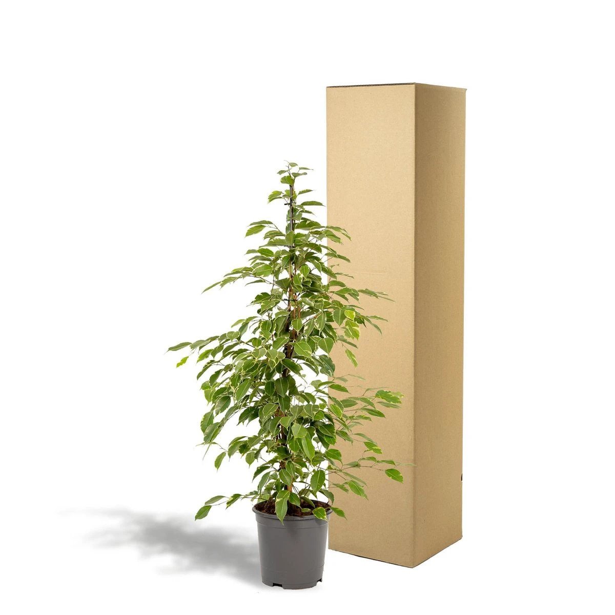 Ficus benjamina Goldenking - Ø21cm - ↕95cm by MEERgroothandel Planten