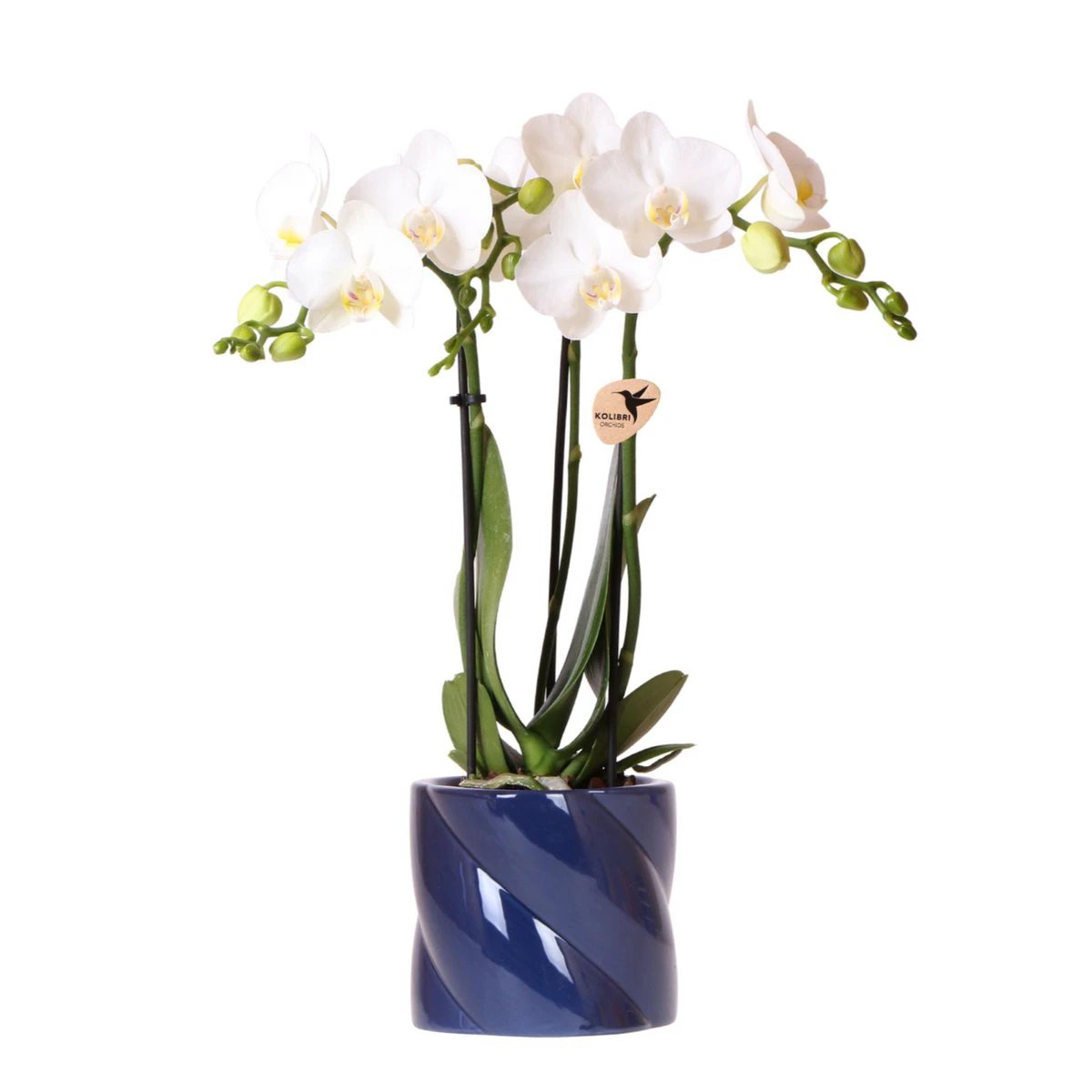 Hummingbird Orchids | white orchid Amabilis + Candy decorative pot blue - pot size Ø9cm | flowering houseplant - fresh from the grower by Kolibri Company