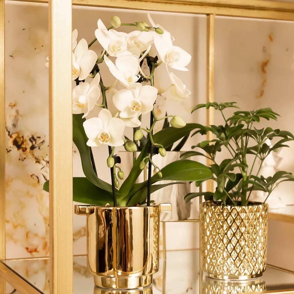 Colibr Orchids | weiße Phalaenopsis-Orchidee - Nigara Fall - Topfmaat Ø9 cm | Wohnzimmerpflanze - frisch vom Züchter von Kolibri Company