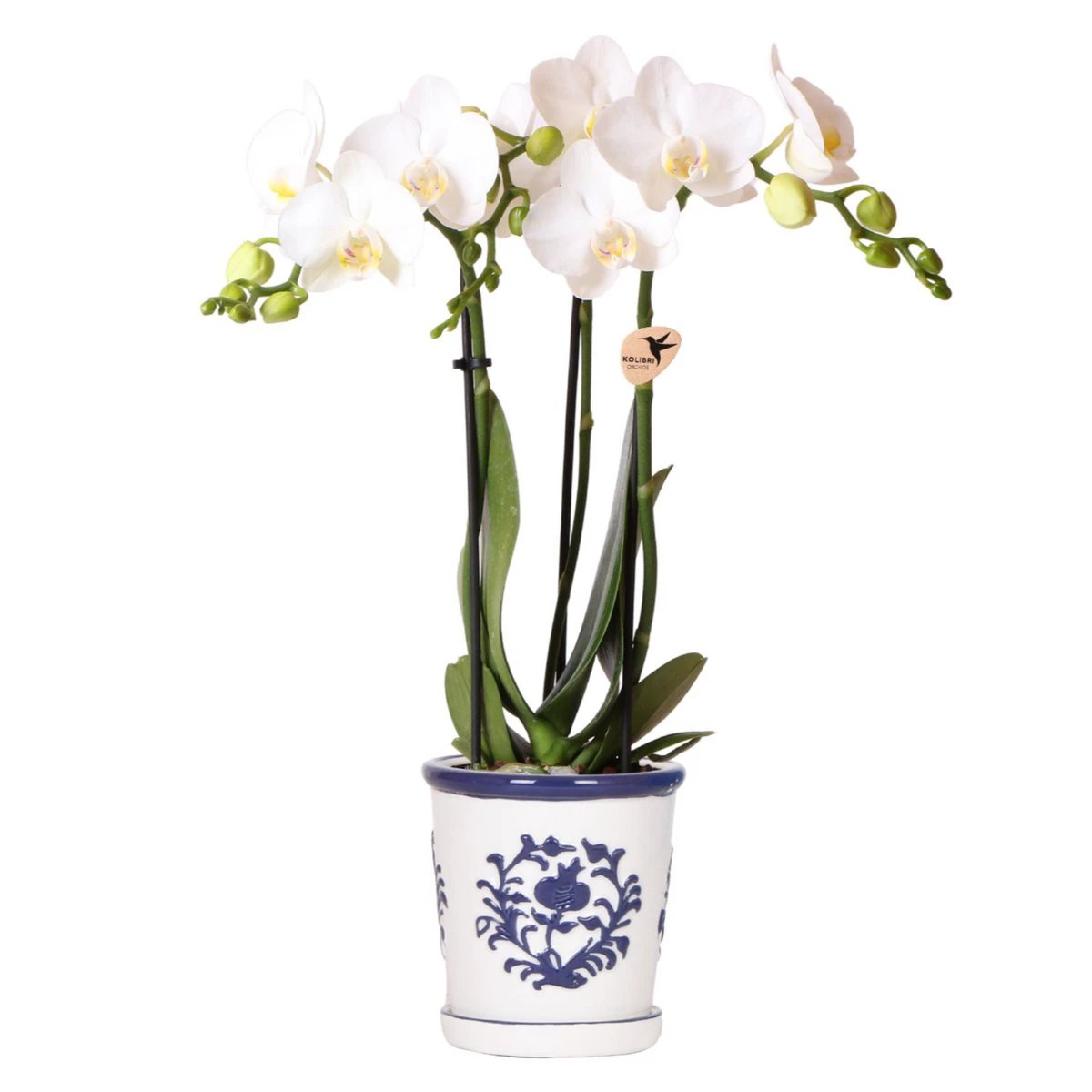 Kolibri Orchids | witte orchidee Amabilis + Malaga sierpot blauw - potmaat Ø9cm | bloeiende kamerplant - vers van de kweker by Kolibri Company