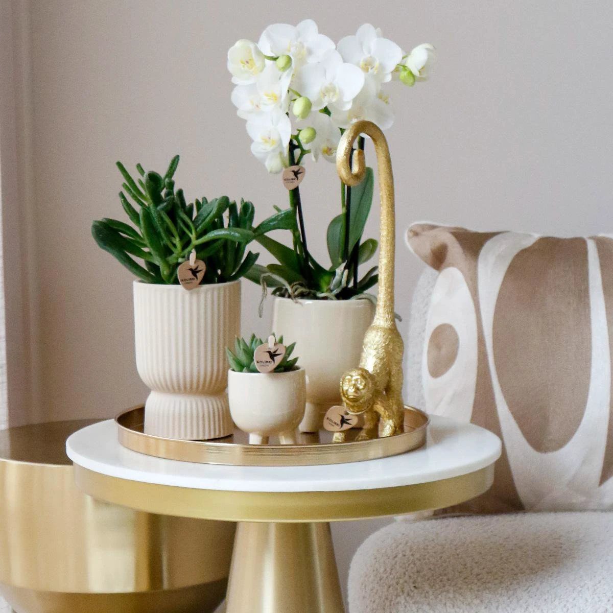 Hummingbird Orchids | COMBI DEAL of 4 white Phalaenopsis orchids - Amabilis - pot size Ø9cm | flowering houseplant - fresh from the grower by Kolibri Company