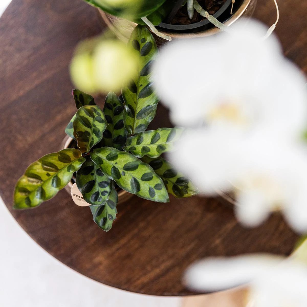 Kolibri Greens | Green Plant - Calathea Makoyana - Green houseplant - Fresh from the grower - Ø9cm by Kolibri Company