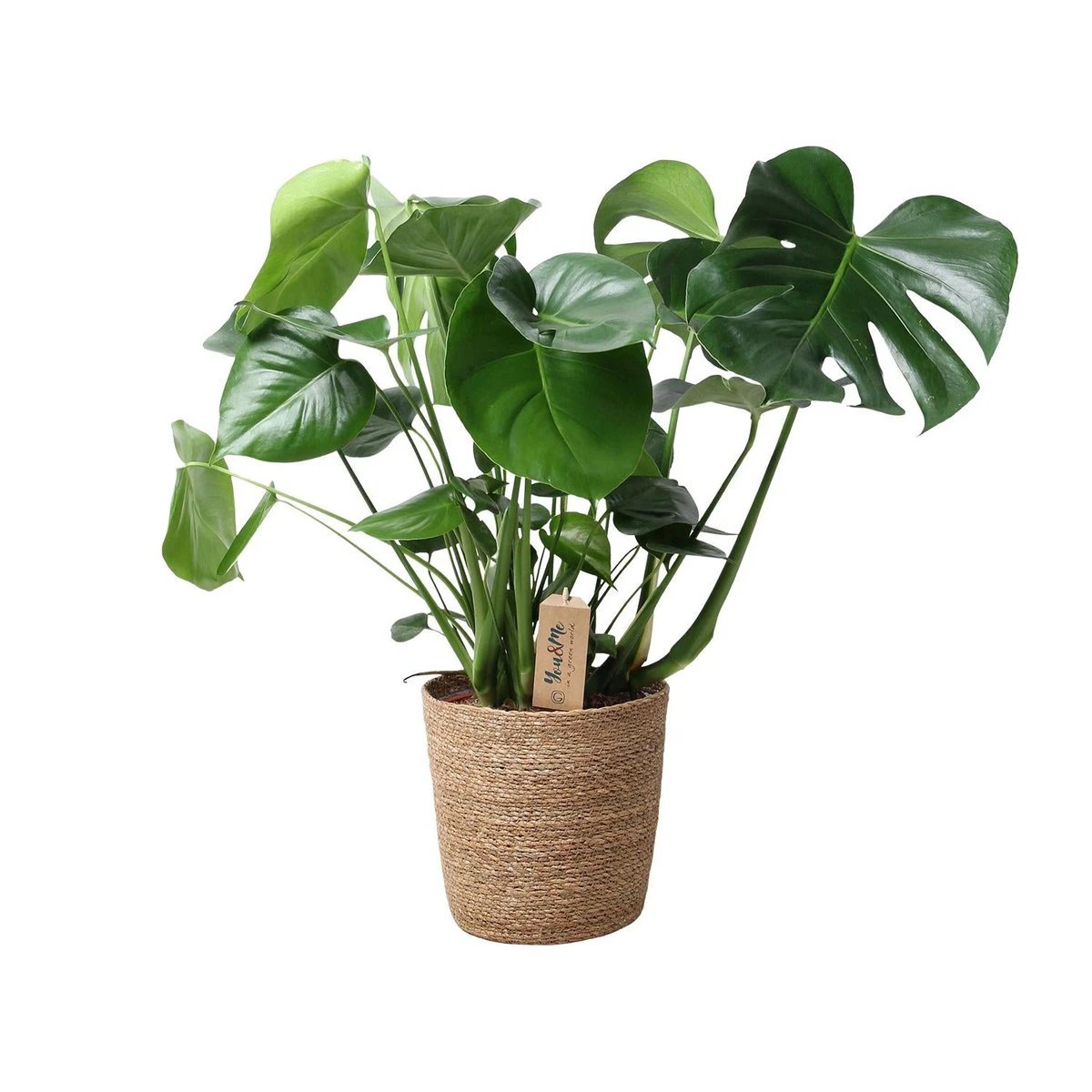 Monstera In Natural Basket - Ø21cm - ↕60cm by MEERgroothandel Planten