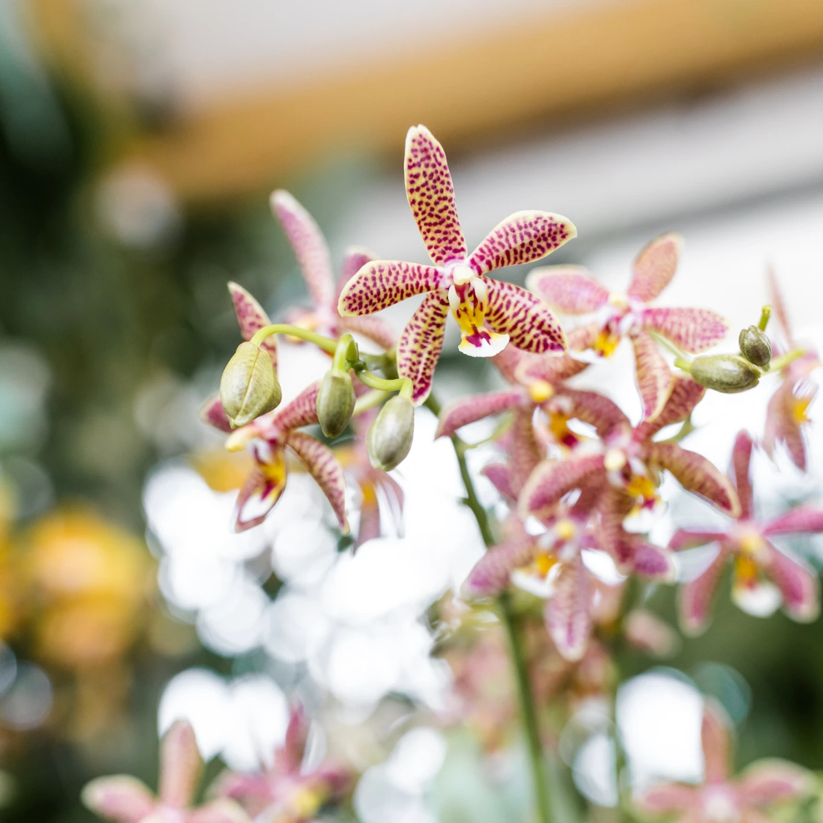 Colibr Orchids | orange Phalaenopis orchid - Spider potmate Ø9cm | -driving room plant - fresh from the grower by Kolibri Company