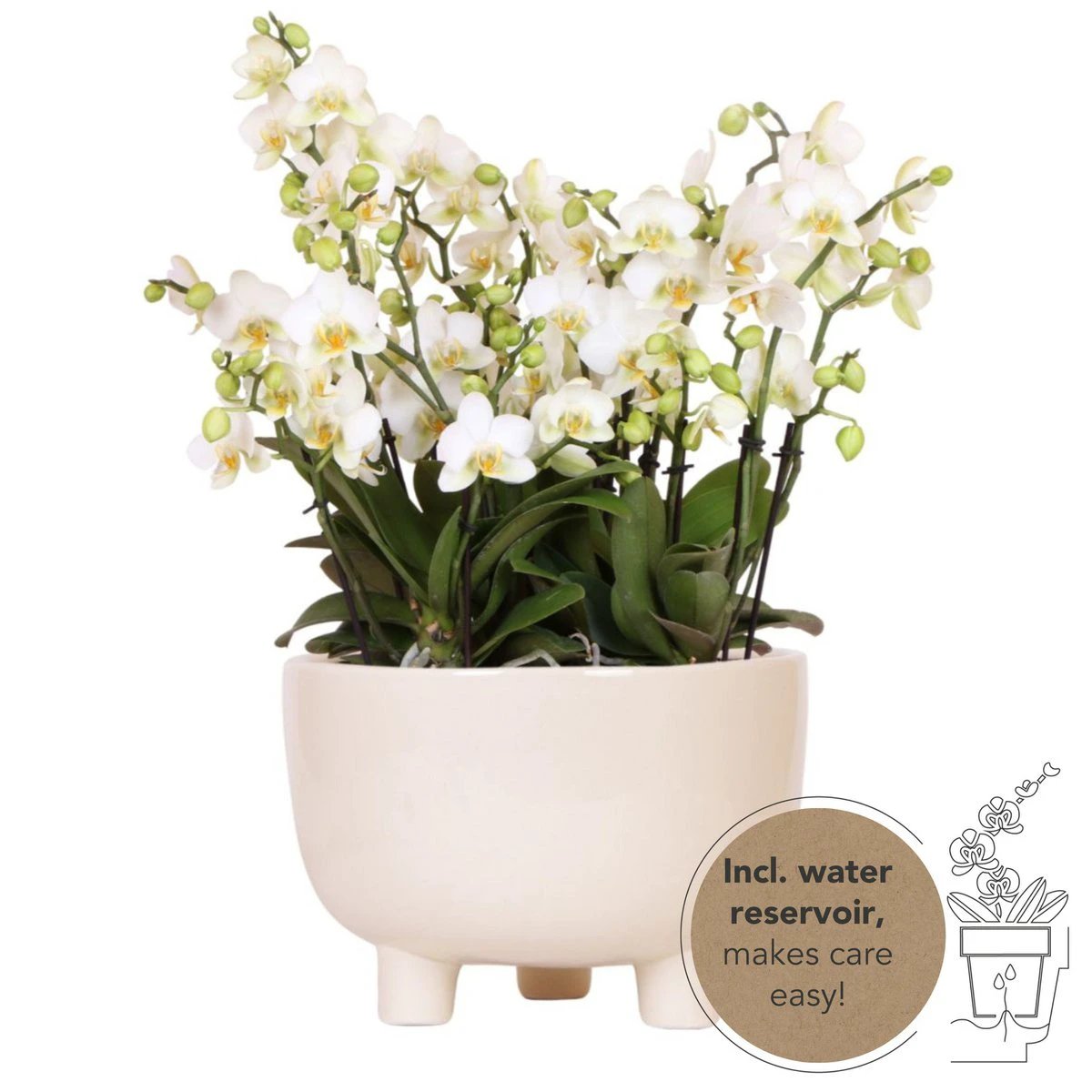 Kolibri-Orchideen | weißes Pflanzenset in Gummy-Schale inkl. Wasserreservoir | Drei weiße Orchideen | Mono-Bouquet Weiß mit autarkem Wasserreservoir von Kolibri Company