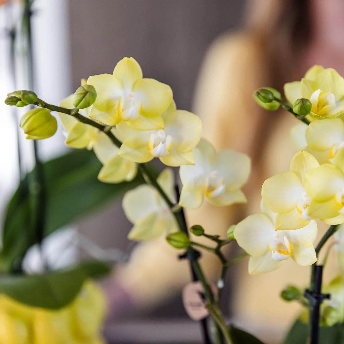 Kolibris und Orchideen | gelbe Phalaenopsis-Orchidee – Mexico + Citrus Ziertopf gelb – Topfgröße Ø9 cm | blühende Zimmerpflanze – frisch vom Züchter von Kolibri Company