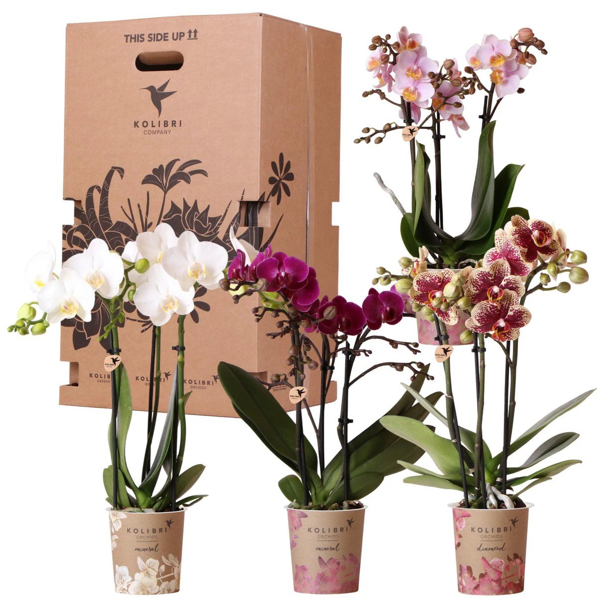 Kolibri Orchids - Surprise box mix - plant discount box - surprise box with 4 different orchids - fresh from the grower by Kolibri Company
