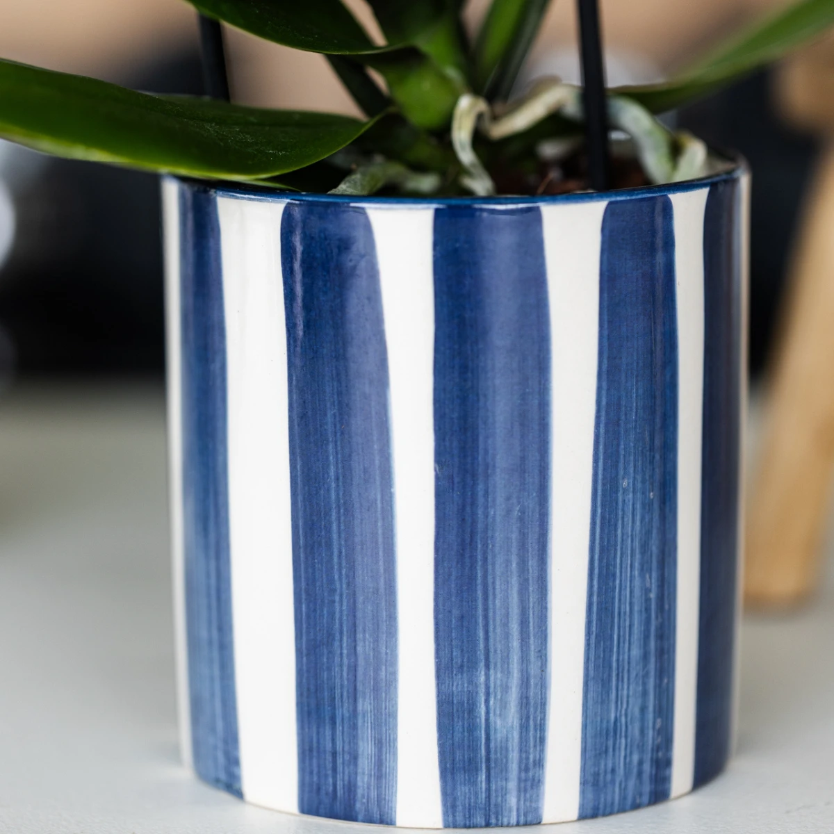 Kolibri Orchids | Set van witte Phalaenopsis orchidee Amabilis en Succulent Crassula Hobbit in Painted Stripe pot blauw - potmaat Ø9cm + Ø6cm | bloeiende kamerplant - vers van de kweker by Kolibri Company