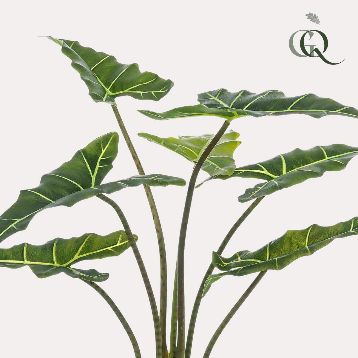 Künstliche Pflanze – Alocasia Frydek – Elefantenohr – 100 cm von Green boutiQ