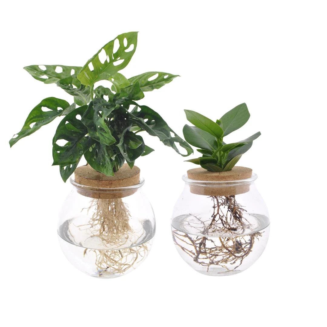Bolglas Duo Monstera Adansonii/Clusia - 2 stuks - Ø12cm - ↕30 cm by MEERgroothandel Planten