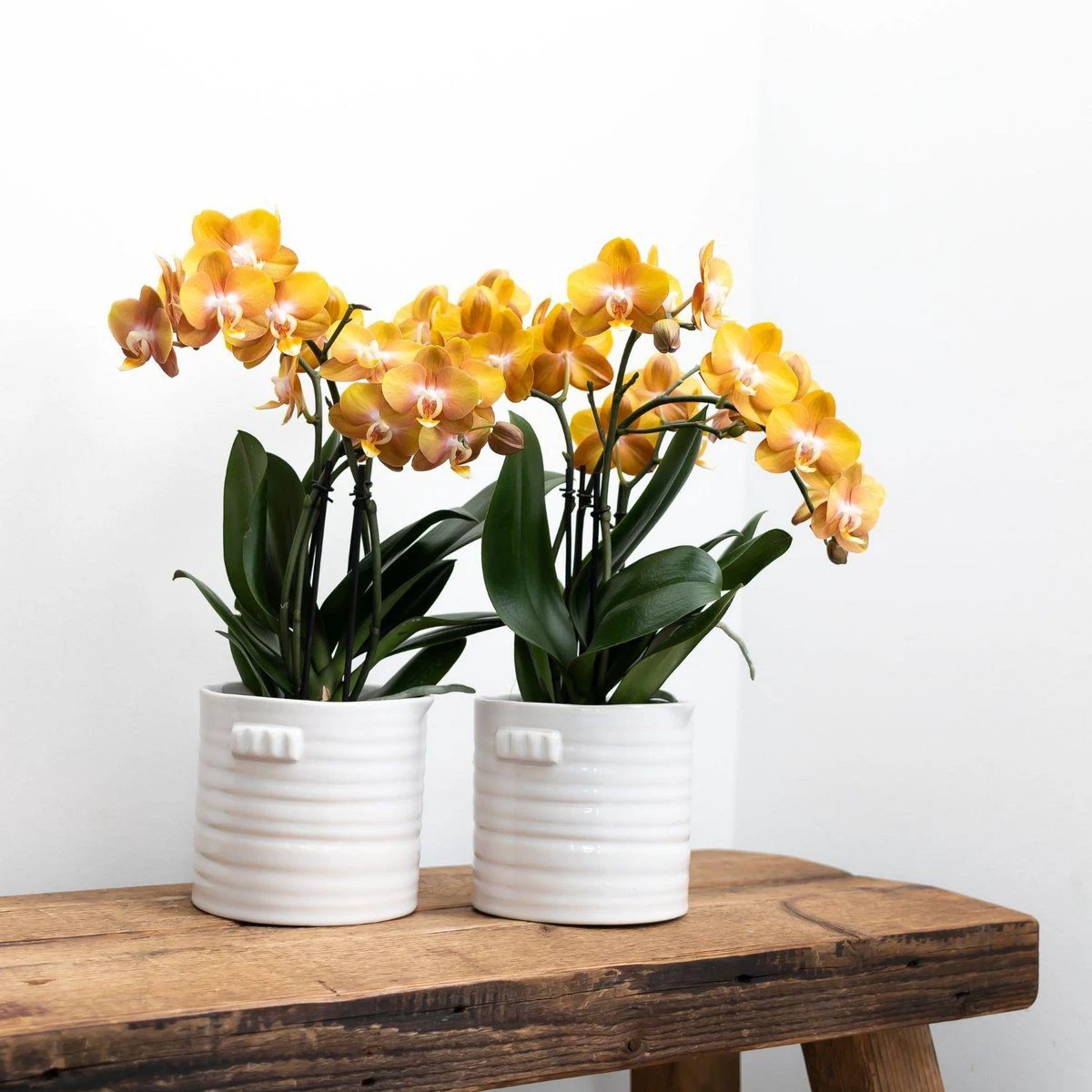 Colibr Orchids | orange gold Phalaenopsis orchid potmate Ø12cm | Jewide Las Vegas | -driving room plant - freshly from the grower by Kolibri Company