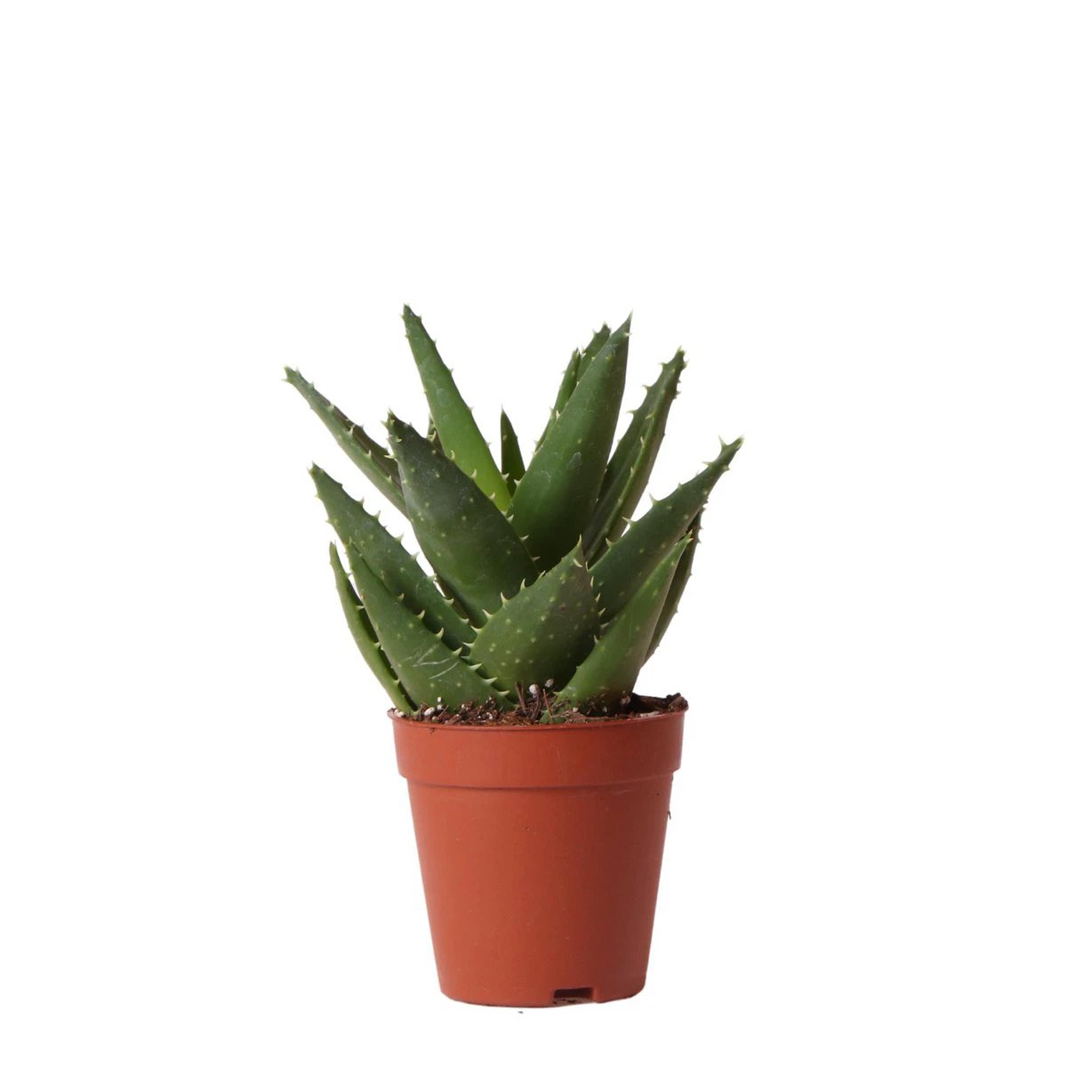Kolibri Greens | Green Plant - Succulent Aloe Brevolia pot size Ø9cm | green houseplant - fresh from the grower by Kolibri Company