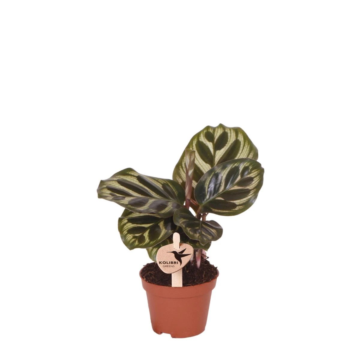 Kolibri Greens | Green Plant - Calathea Makoyana - Green houseplant - Fresh from the grower - Ø6cm by Kolibri Company