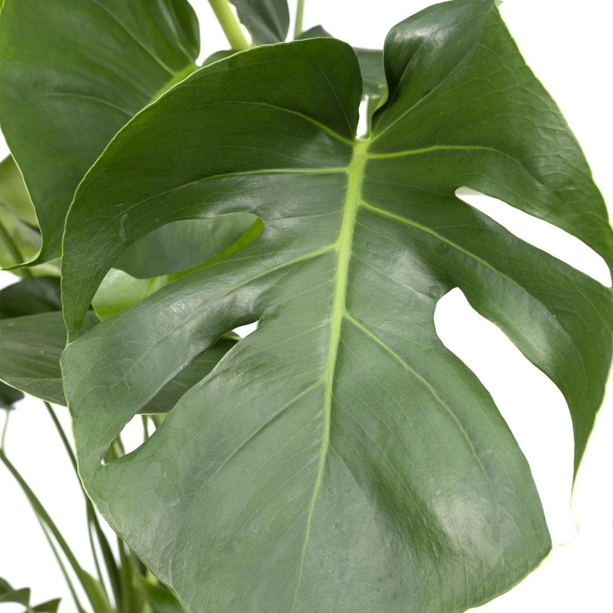 Monstera Deliciosa - Hole plant - Ø21cm - ↕65cm by MEERgroothandel Planten