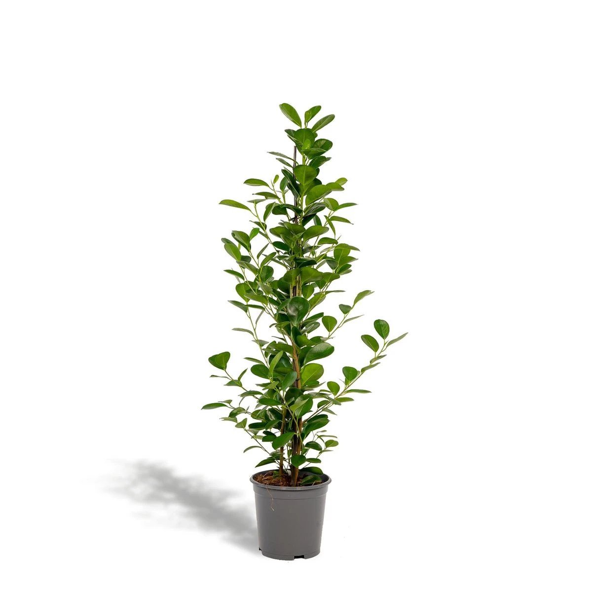 Ficus microcarpa Moclame - Ø21cm - ↕95cm by MEERgroothandel Planten