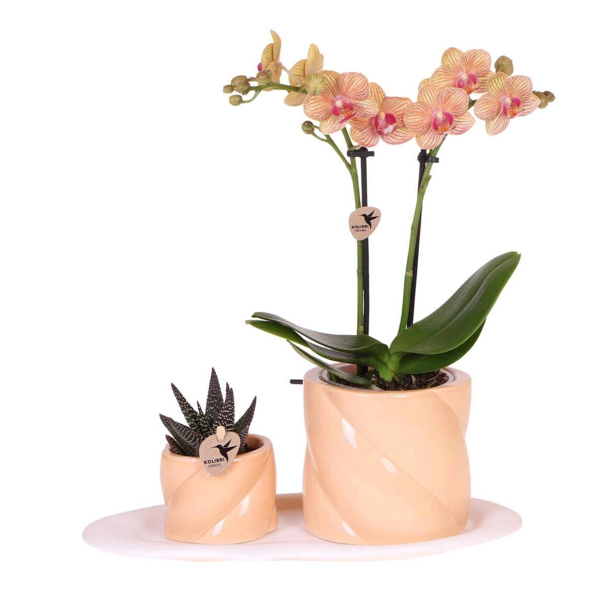 Hummingbird Orchids | Gift set Optimism small peach | Green plant with orange Phalaenopsis orchid in candy decorative pots on white organic tray by Kolibri Company