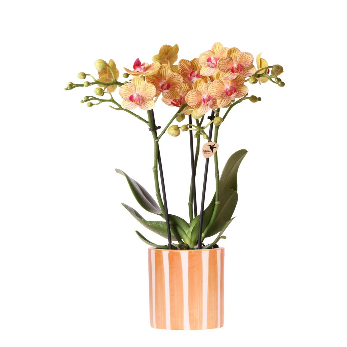 Hummingbird Orchids | orange Phalaenopsis orchid - Jamaica + Painted Stripe pot orange - pot size Ø9cm | flowering houseplant - fresh from the grower by Kolibri Company