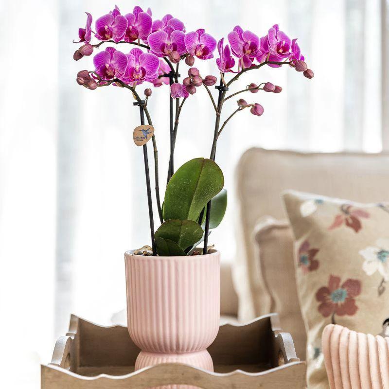 Hummingbird Orchids | Plant set Floral Blush pink small| Green plants with Phalaenopsis orchid in Floral Blush pink decorative pots and white tray by Kolibri Company