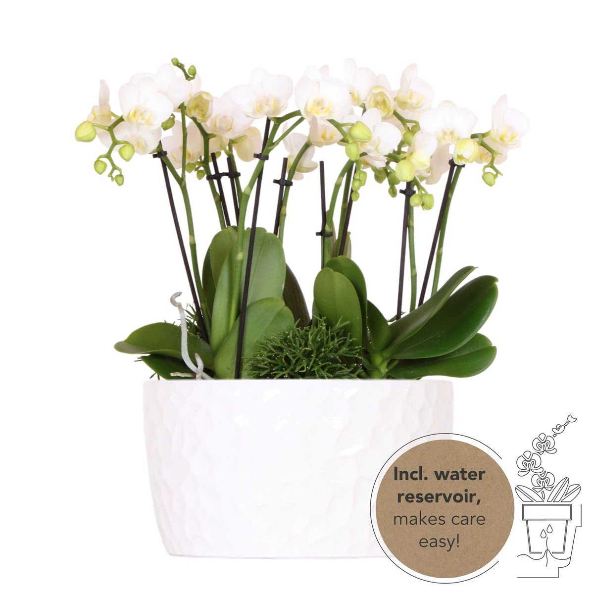 Hummingbird Orchids | white plant set in Honey dish incl. water reservoir | three white orchids Amabilis 9cm and three green plants | Jungle Bouquet white with self-sufficient water reservoir by Kolibri Company