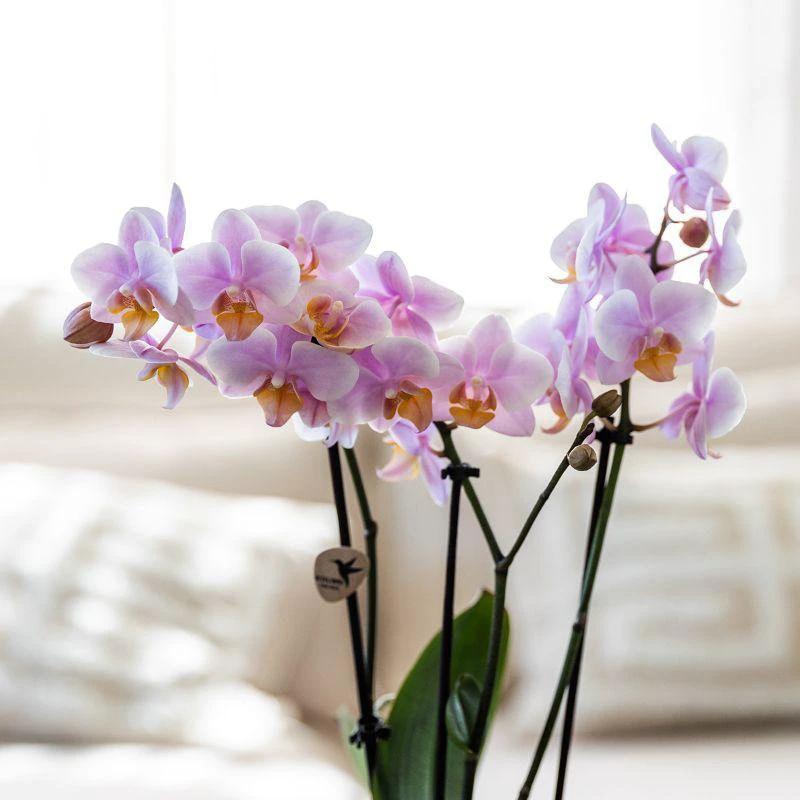 Hummingbird Company | Gift set Romantic| Plant set with pink Phalaenopsis Orchid and Succulents incl. ceramic decorative pots by Kolibri Company