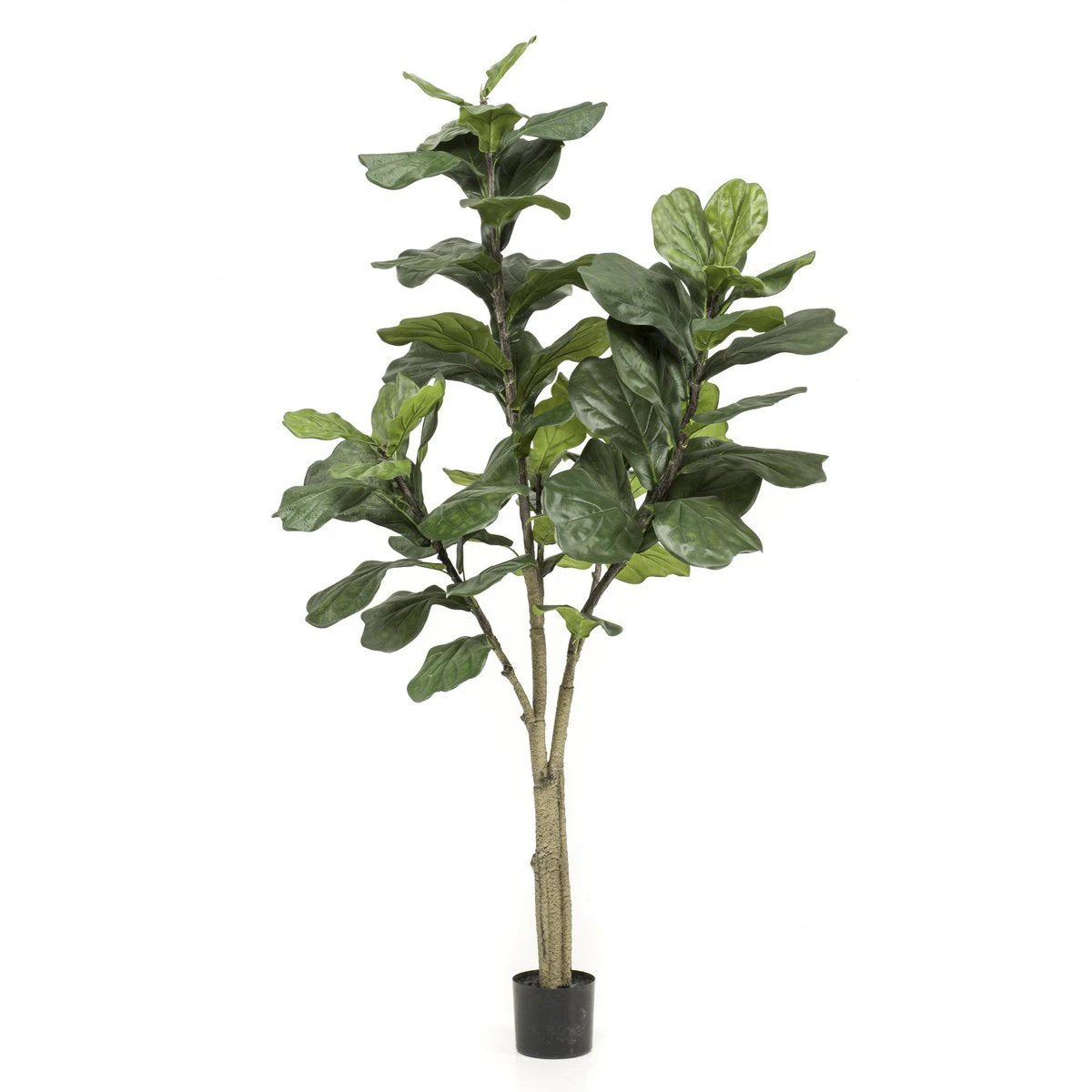 Art plant - Ficus Lyrata - Tobacco Plant - 180 cm by Green boutiQ