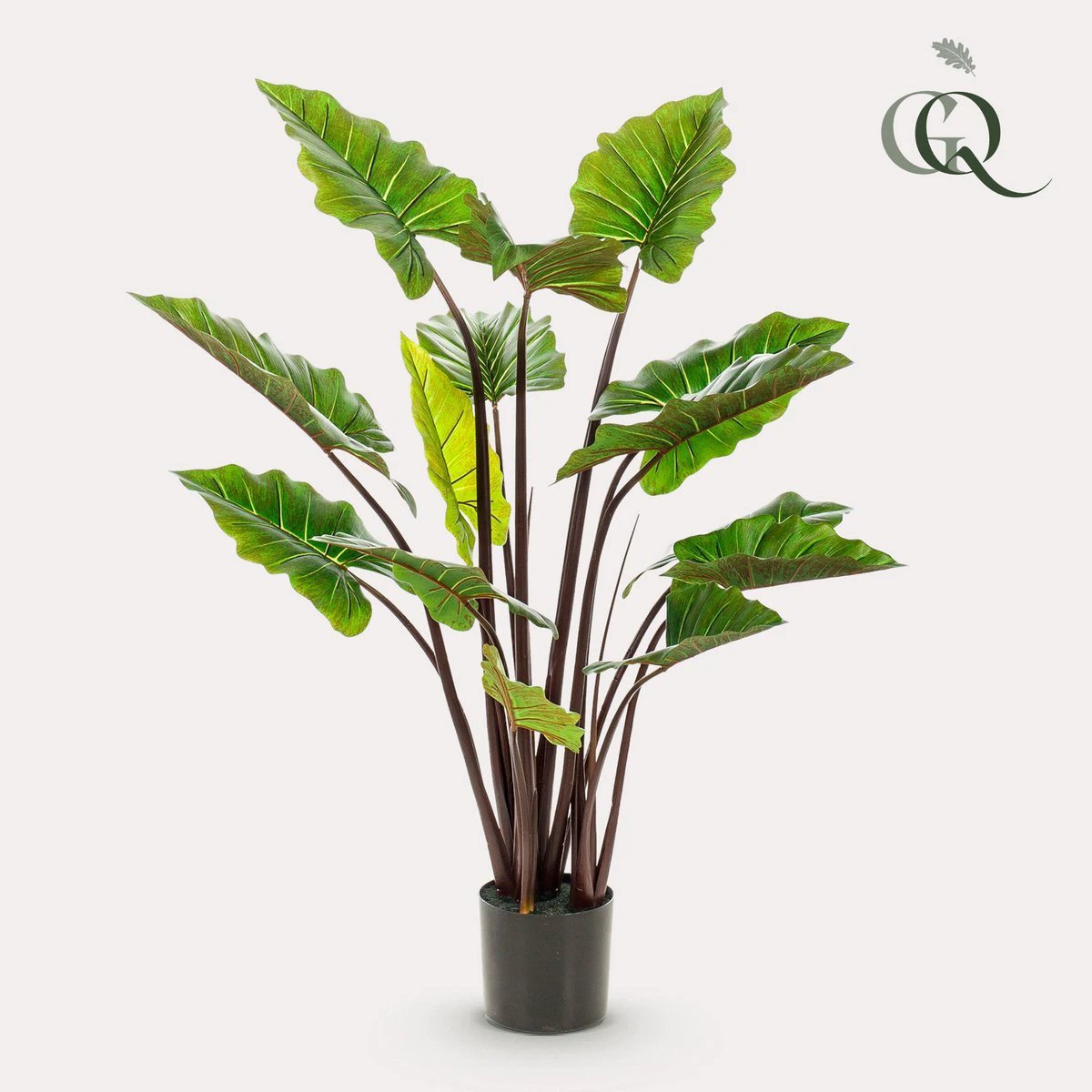 Art plant - Colocasia Pink China - Elephants ear - 130 cm by Green boutiQ