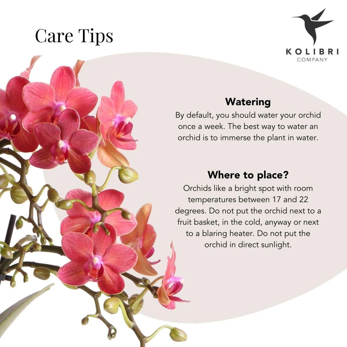 Colibr Orchids | Red Phalaenopsis orchid – Congo + Gummy pot trattine – pot measure Ø9cm | blooming room plant in flower pot - fresh from the grower by Kolibri Company