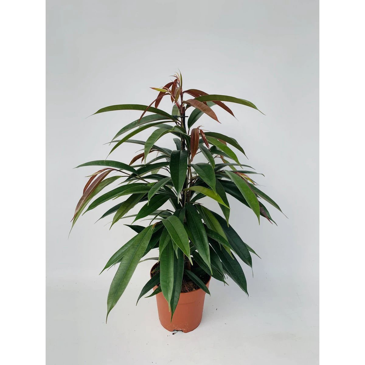 Ficus Binnendijkii 'Amstel King' P17 - Ø17cm - ↕75cm by MEERgroothandel Planten