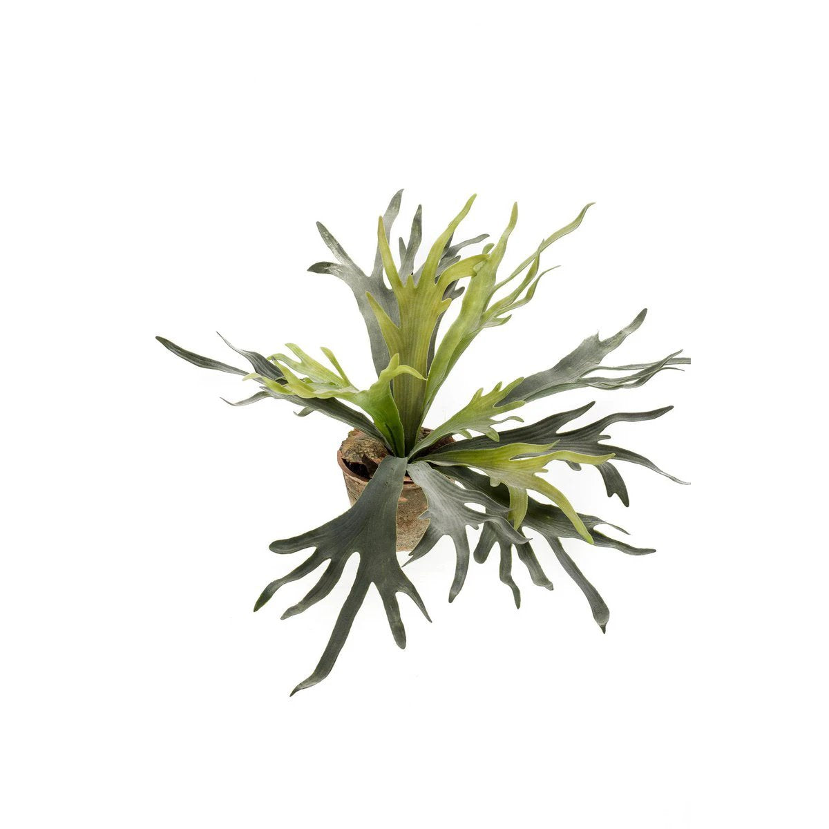 Kunstpflanze – Geweihfarn – Hertshoorn – 50 cm von Green boutiQ