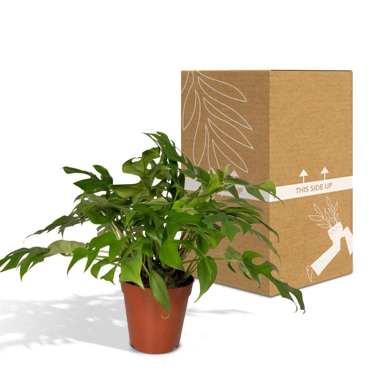 Monstera Minima - Hole plant - Ø15cm - ↕25cm by MEERgroothandel Planten
