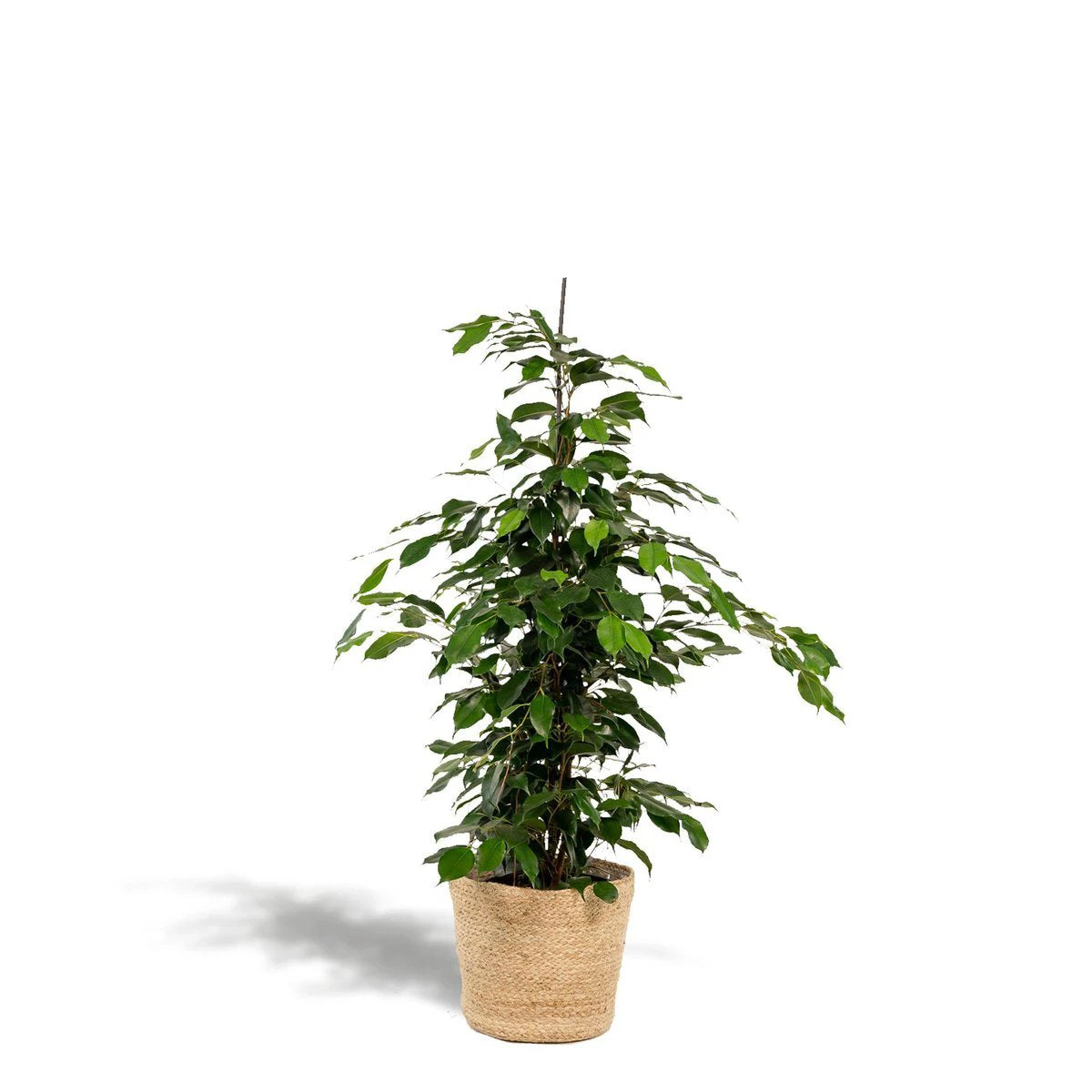 Ficus benjamina Danielle - ↨95cm - Ø21cm + Mand Selin by MEERgroothandel Planten
