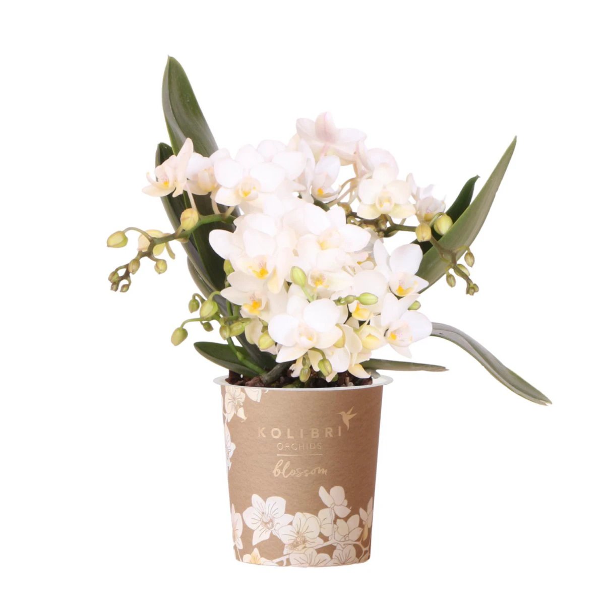 Kolibri Orchids | Witte phalaenopsis orchidee - Nazaré - potmaat Ø9cm | bloeiende kamerplant - vers van de kweker by Kolibri Company