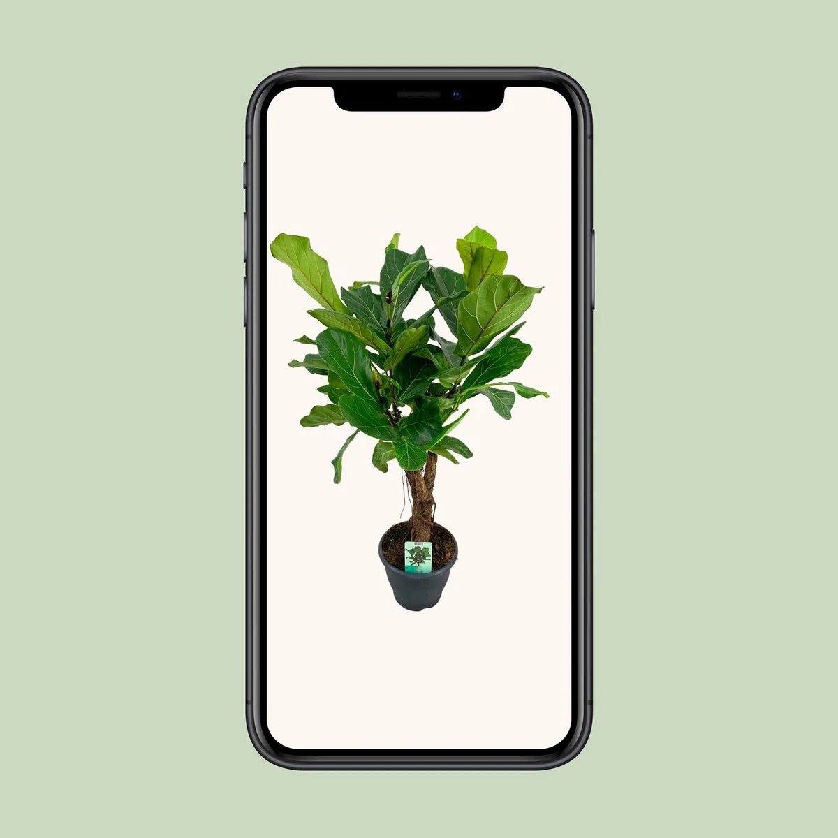 Ficus Lyrata - Ø26cm - ↕100cm by MEERgroothandel Planten