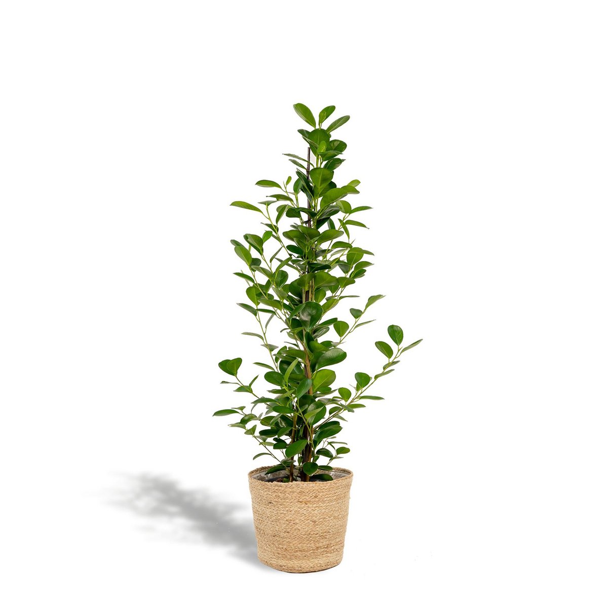 Ficus microcarpa Moclame - ↨95cm - Ø21cm + Mand Selin by MEERgroothandel Planten