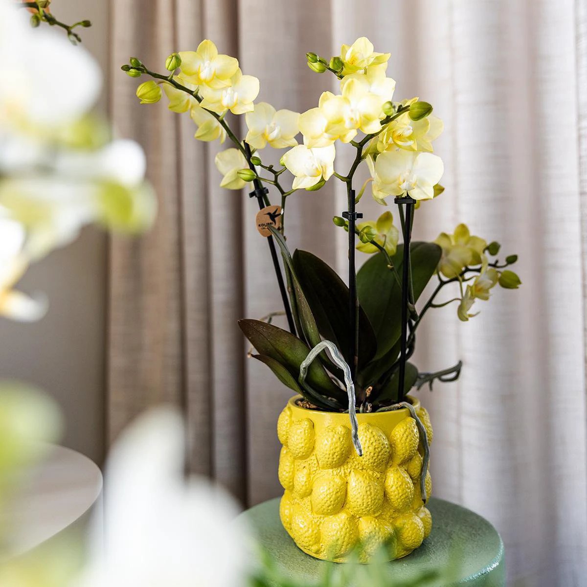 Hummingbird Home | Citrus pot yellow - Ø9cm by Kolibri Company