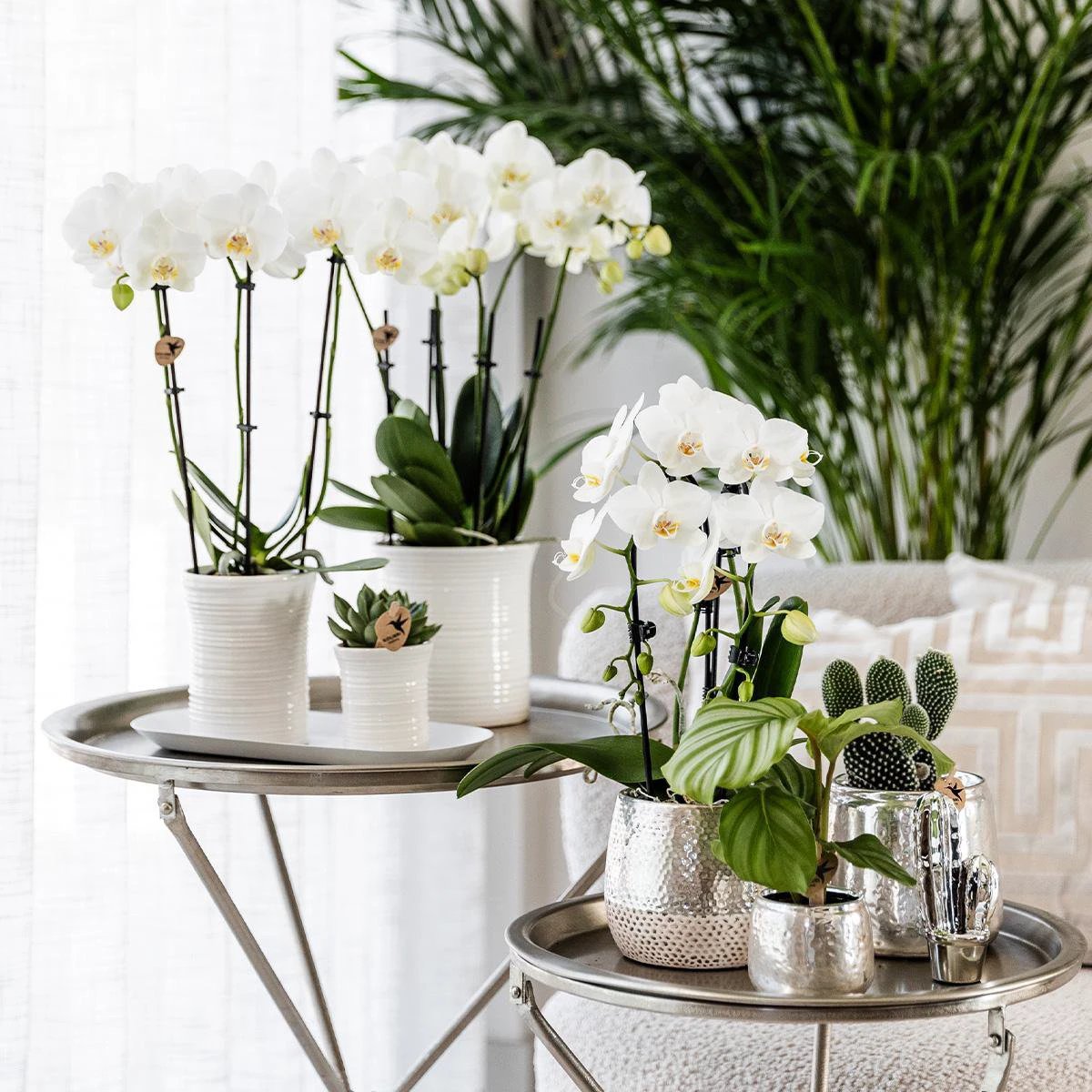 Hummingbird Home | Elite silver pot - Ø9cm by Kolibri Company