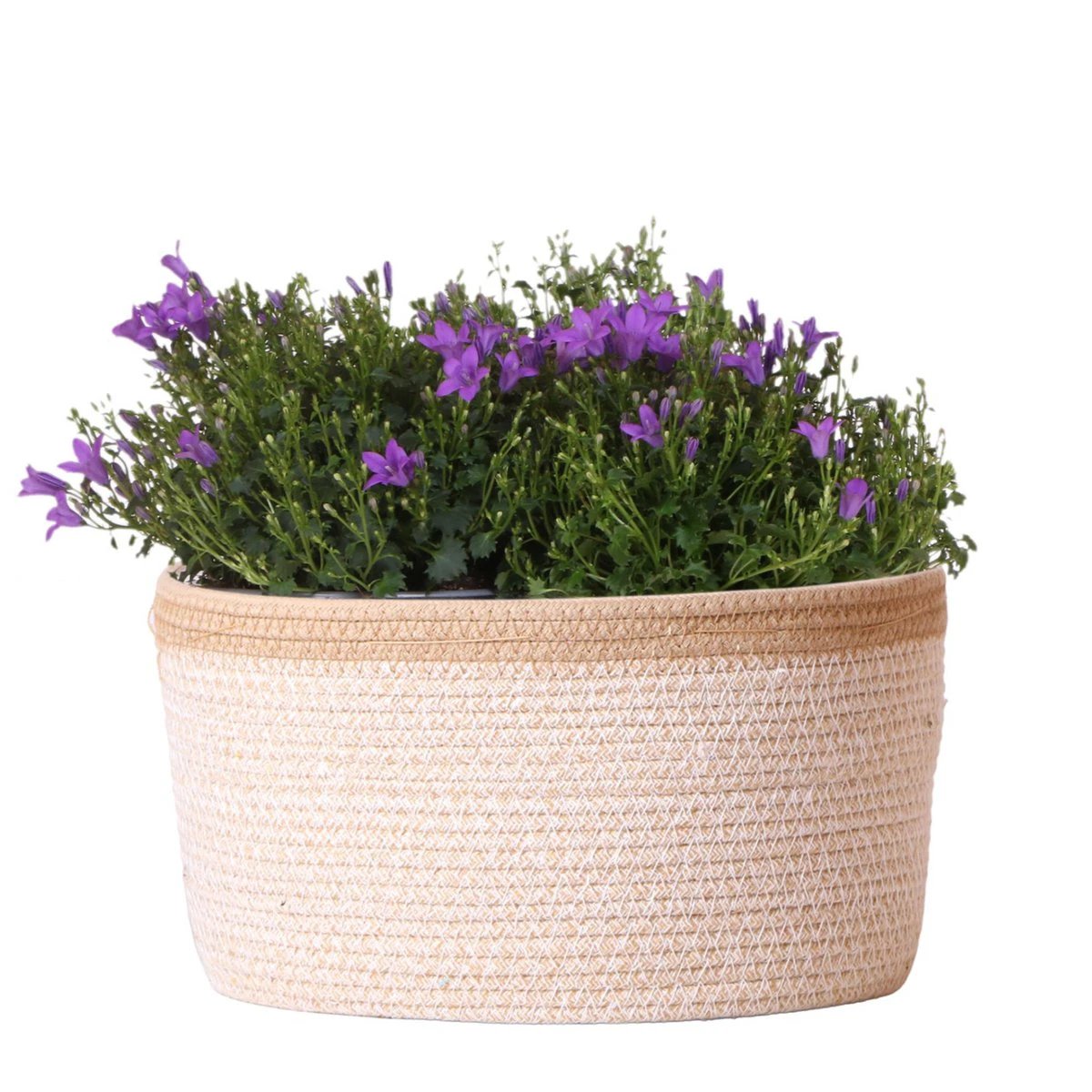 Campanula Addenda Ambella Intense Purple - Cotton Scale with Campanula With Water Give System - 3 Pieces - Klokjesbloem Purple - Pot size 12cm - Inside & Outside by Kolibri Company