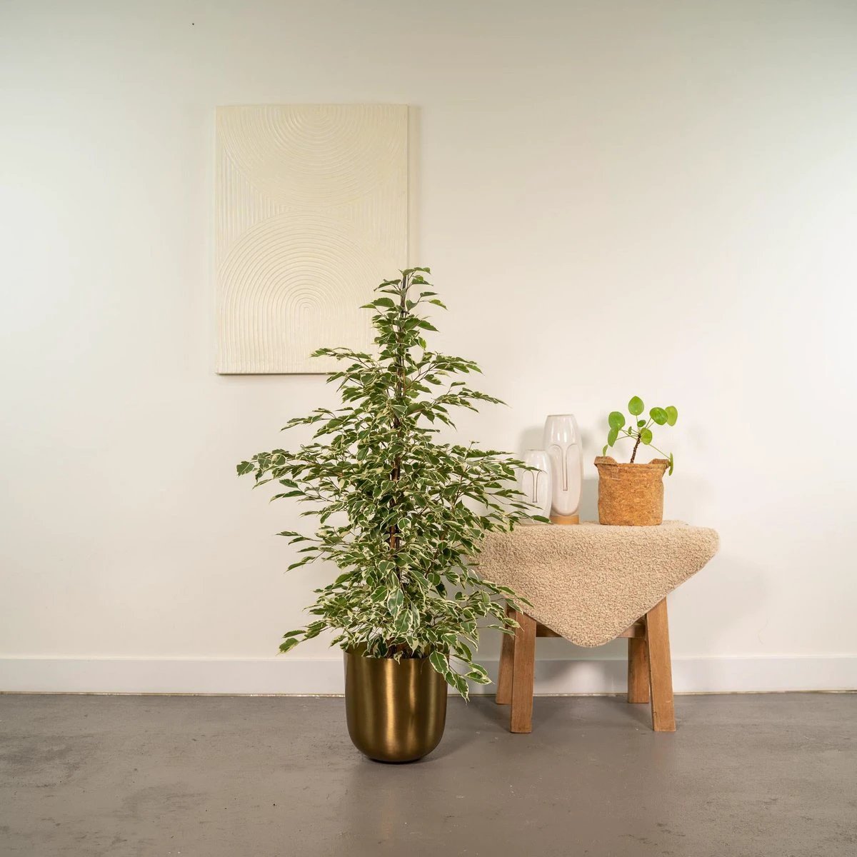 Ficus benjamina Twilight - Ø21cm - ↕95cm by MEERgroothandel Planten