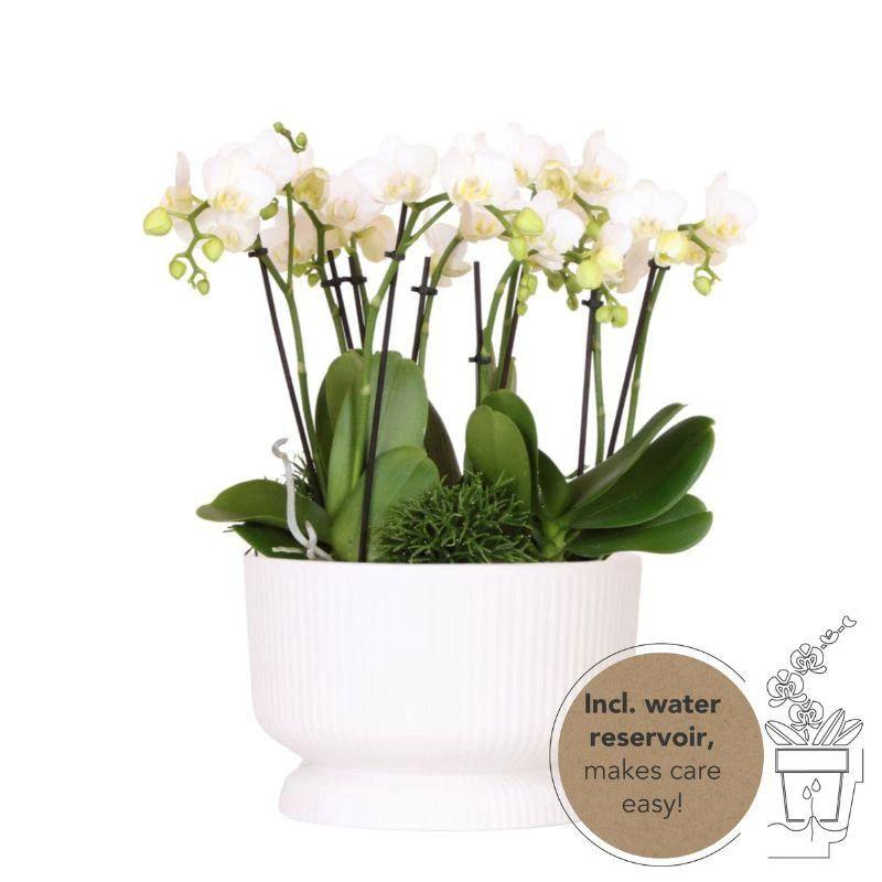 Hummingbird Orchids | white plant set in Diabolo white dish incl. water reservoir | three white orchids and three green plants | Jungle Bouquet white with self-sufficient water reservoir by Kolibri Company