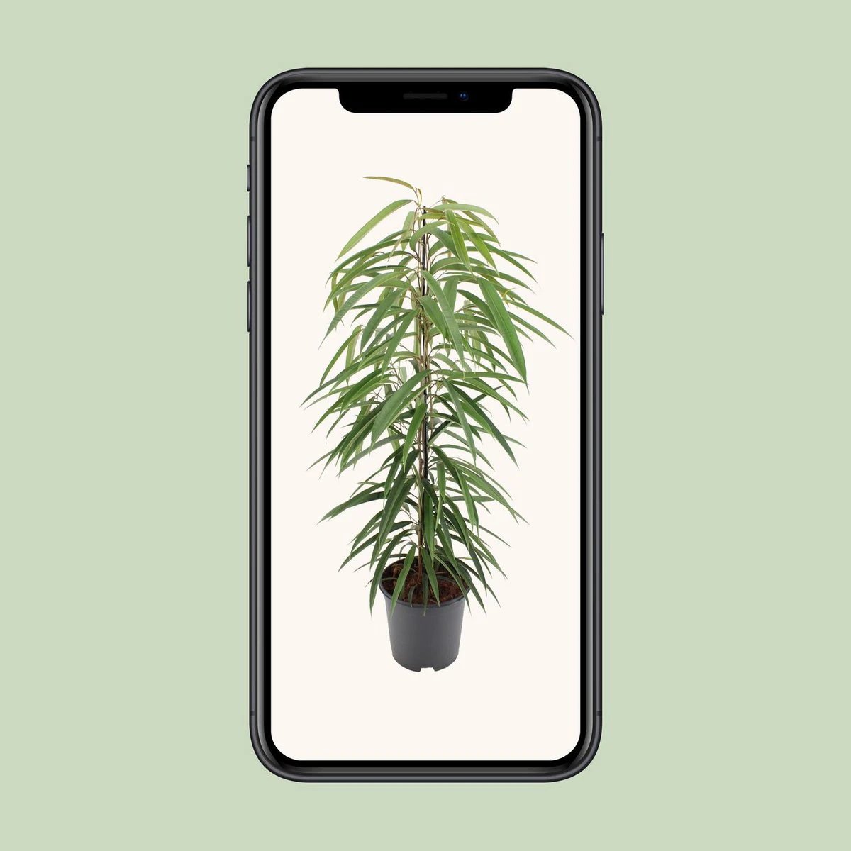 Ficus Binnendijkii Alii - Ø21cm - ↕80cm by MEERgroothandel Planten