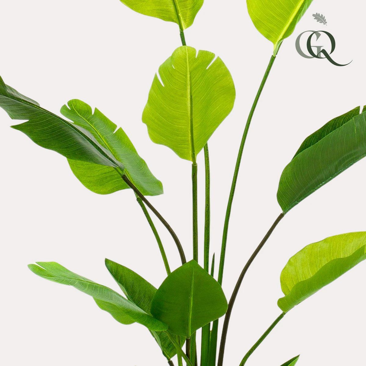 Art plant - Strelitzia Nicolai - Paradise bird flower - 150 cm by Green boutiQ