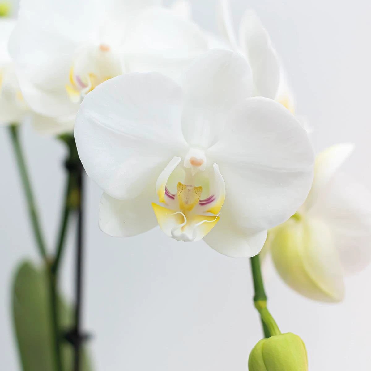 Colibr Orchids | COMBI DEAL from 2 white Phalaenopsis orchids - Amabilis - pot measure Ø9cm | -driving room plant - freshly from the grower by Kolibri Company