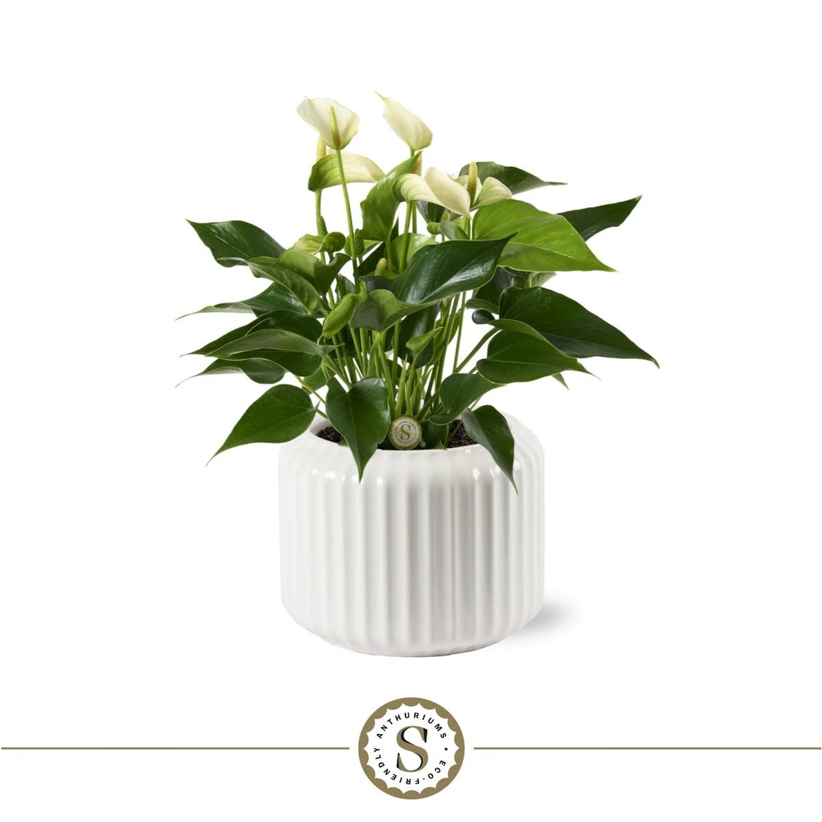 Bologna White Champion by Blooming Luxury