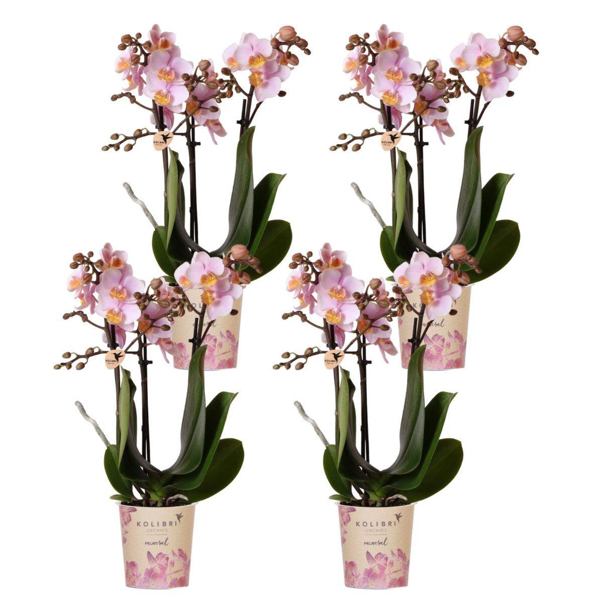 Kolibri-Orchideen | Kombi-Angebot mit 4 rosa Phalaenopsis-Orchideen – Andorra – Topfgröße Ø9 cm | blühende Zimmerpflanze – frisch vom Züchter von Kolibri Company